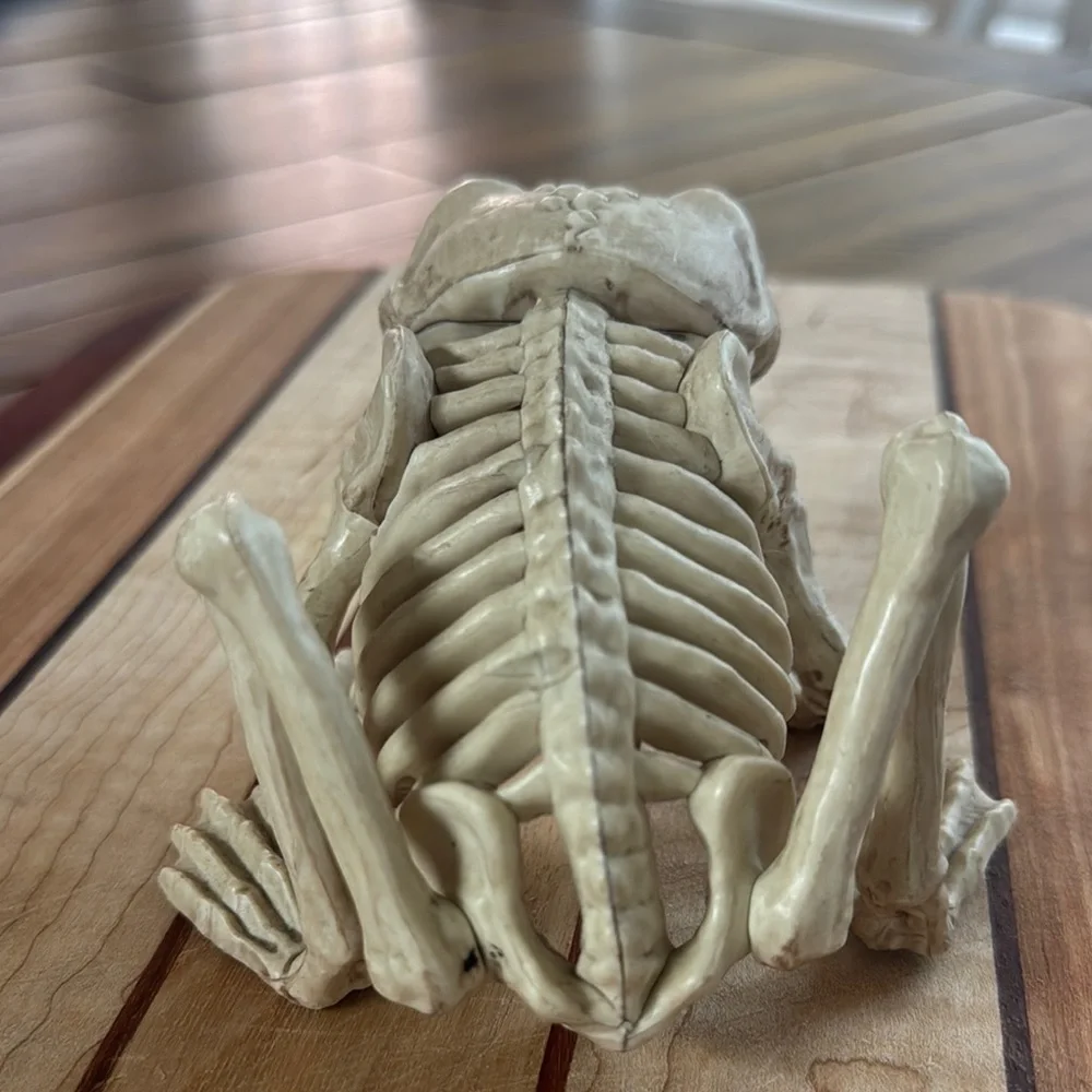 Halloween Reptile Skeleton Reptile - Cream